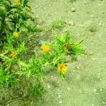 Scolymus hispanicus Цвят
