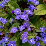 Omphalodes verna Цвят