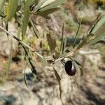 Olea europaea ফল