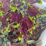 Coleus decurrensFolha