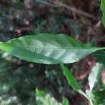 Chione venosa Leaf