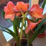 Hippeastrum reginaeЦветок