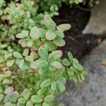 Vaccinium uliginosum Folla