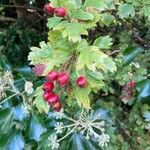 Crataegus laevigataFruit