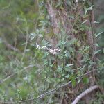 Solanum triquetrum Агульны выгляд