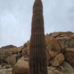 Carnegiea gigantea Leaf