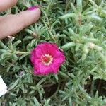 Portulaca grandiflora花