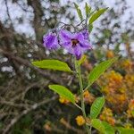 Solanum umbelliferum Λουλούδι