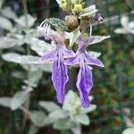 Teucrium fruticansFleur