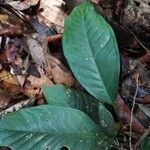 Culcasia scandens पत्ता