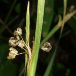 Sisyrinchium albidum Coajă