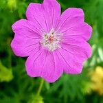 Geranium sylvaticum 花