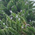 Echium italicum Floare