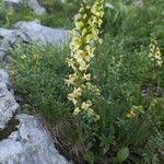 Pedicularis ascendens Flower