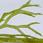 Utricularia ochroleuca Other