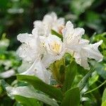 Rhododendron maximum Flower