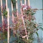 Jasminum polyanthum পাতা