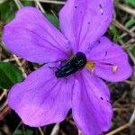 Heterotis rotundifolia Цвят