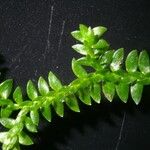 Selaginella helvetica ഇല