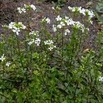 Arabis procurrens موطن