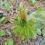 Lycopodium dendroideum Foglia