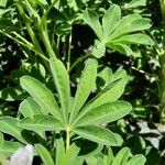 Lupinus albus Hoja