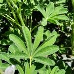 Lupinus albus Leaf