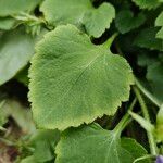 Campanula poscharskyana Foglia