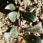 Arctostaphylos uva-ursi পাতা