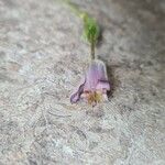 Pulsatilla pratensisFlor