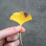 Ginkgo bilobaFoglia