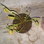 Dionaea muscipula Flower