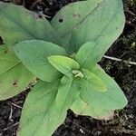 Hypericum androsaemum Leaf