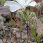Linanthus dichotomus Habit