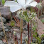 Linanthus dichotomus Habitatea