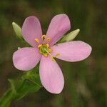 Sabatia angularis Bloem