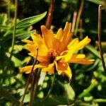 Coreopsis grandiflora Kvet