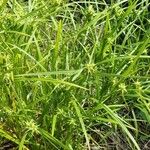 Carex grayi Leaf