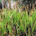 Carex esenbeckii Pokrój