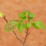 Rourea coccinea Leaf