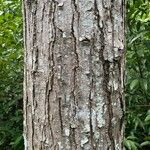 Toona ciliata Bark