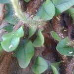 Microgramma vacciniifolia Leht