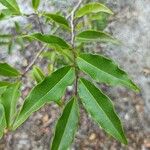 Olax dissitiflora Leaf