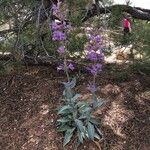 Penstemon secundiflorus অভ্যাস