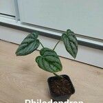 Philodendron brandtianum पत्ता