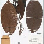 Dodecastigma uleanum List