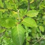 Piper tuberculatum Blad