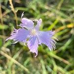 Dianthus hyssopifoliusŽiedas