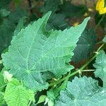 Abutilon spp. Leaf