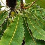 Banksia robur पत्ता